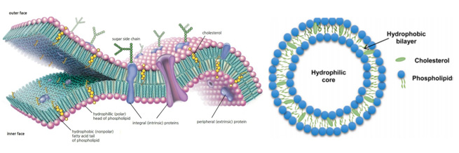 hormy goat weed powder 