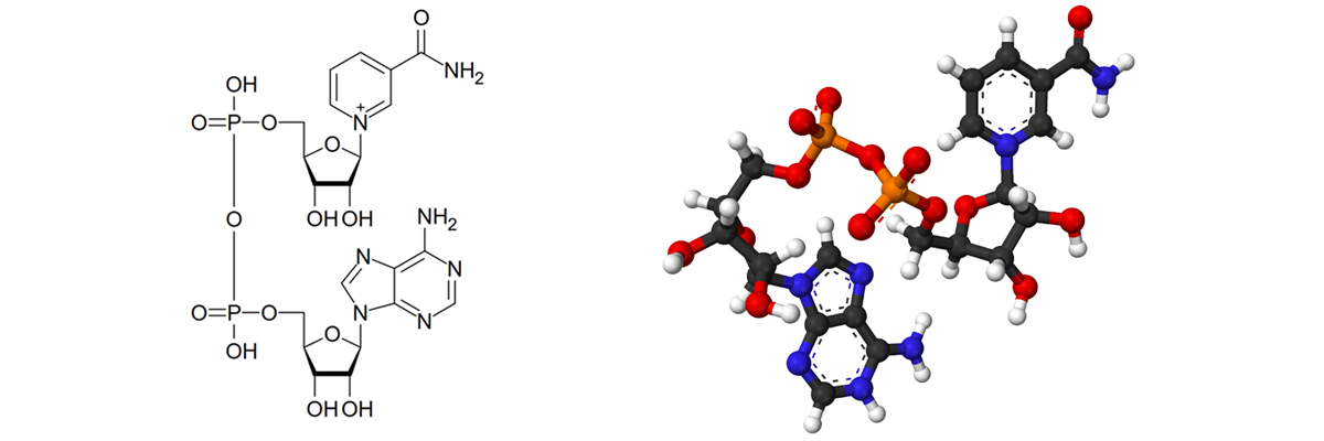 Nicotinamide Adenine Dinucleotide Nad