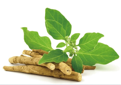 Ashwagandha: El antiguo adaptógeno que alimenta el bienestar moderno
