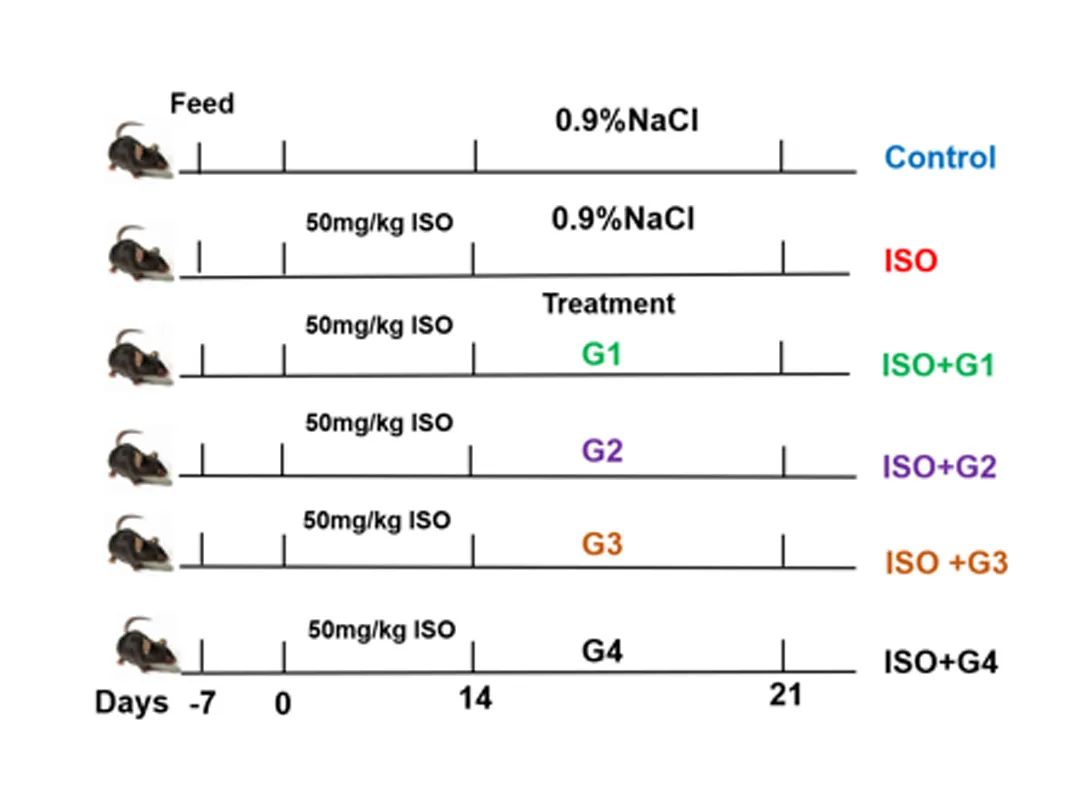Una nueva fuerza protectora para la salud cardiovascular: el enfoque innovador de NFLIpo®CoQ10 liposomas cocargados