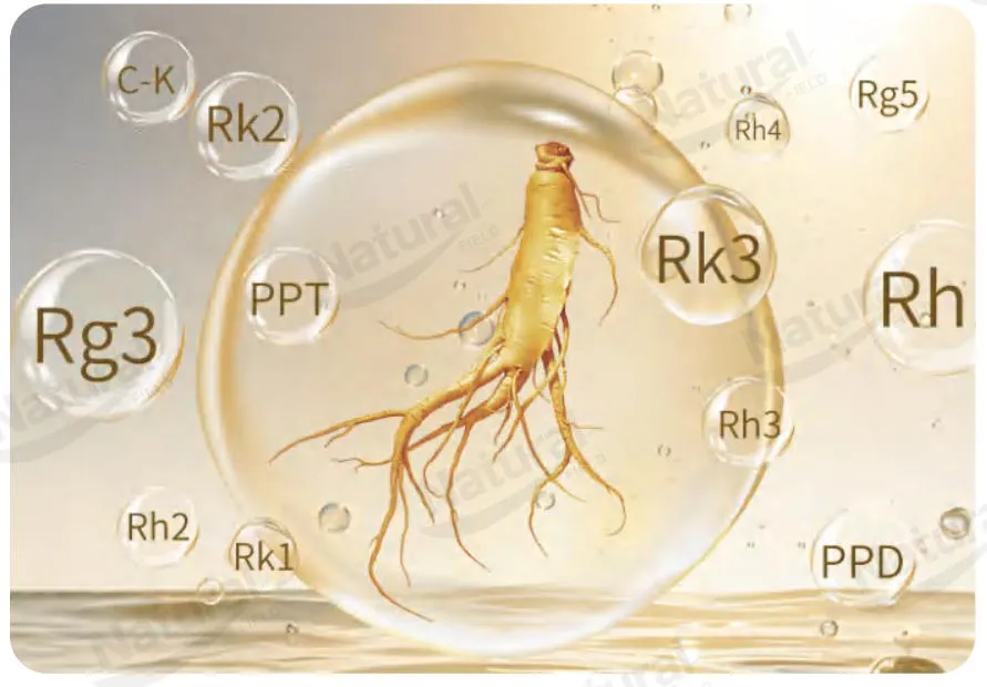 El papel y las ventajas de los ginsenósidos raras en los Liposomas de co-carga