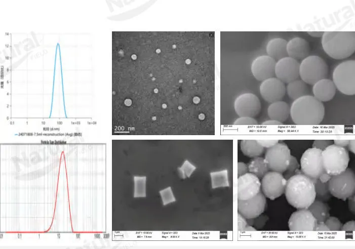 ¿Cómo distinguir la autenticidad de los liposomas?
