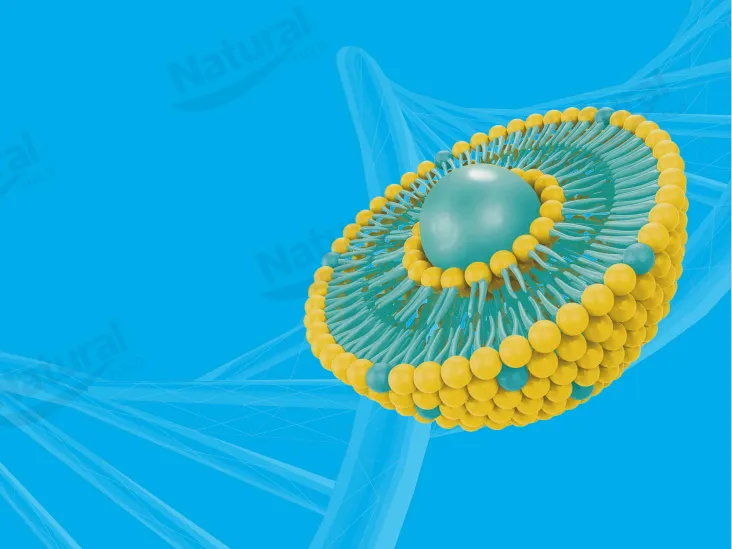 Cómo seleccionar proveedores de Liposomas de alta calidad